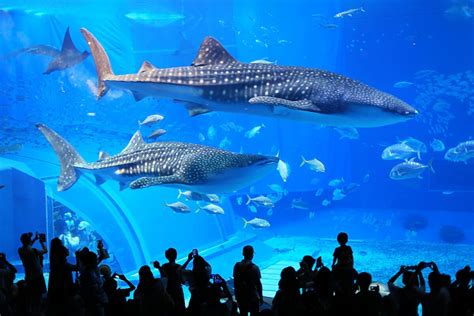 11 Best Aquariums in Japan | Japan Wonder Travel Blog