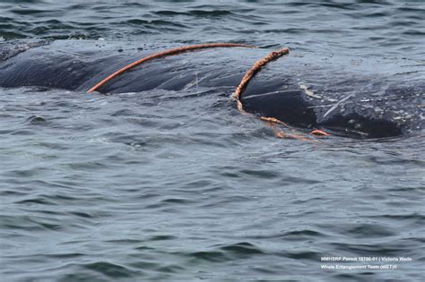 Whale Entanglement Team - Marine Life Studies