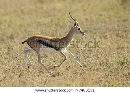 Gazelle Running Stock Photos, Images, & Pictures | Shutterstock