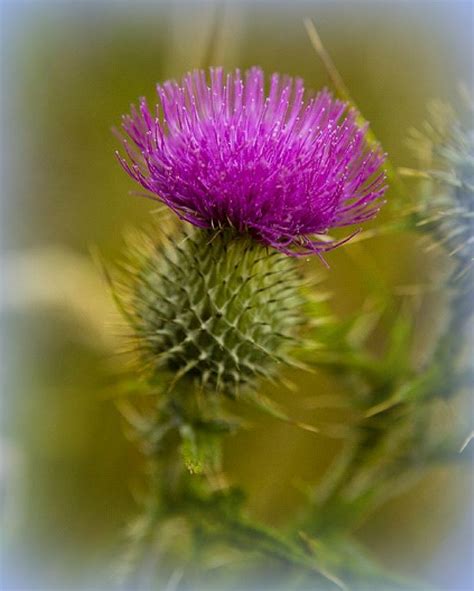 The thistle, the "flower" of Scotland | Scottish thistle, Scottish ...