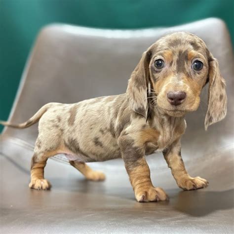 65+ Mini Female Dachshund Puppies Sale Picture - Bleumoonproductions