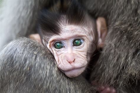 Close up of baby macaque monkey face | Stock image | Colourbox