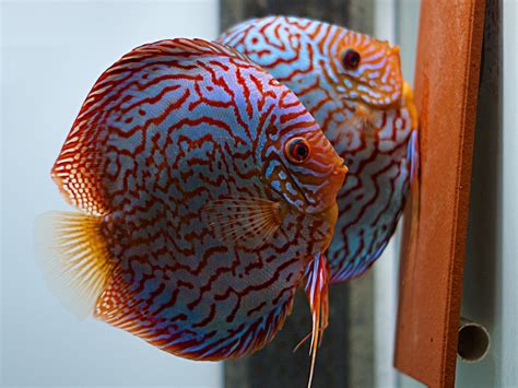 German Red Turquoise Discus, Proven Breeding Pair | Discus.com