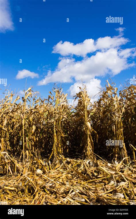 Corn field during harvest Stock Photo - Alamy