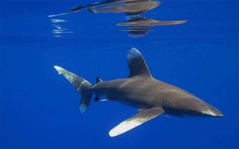 Oceanic Whitetip Shark: A Critically Endangered Species - Ocean Info