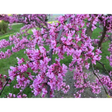 20 Seed Redbud Tree Eastern easy to grow#ABG11