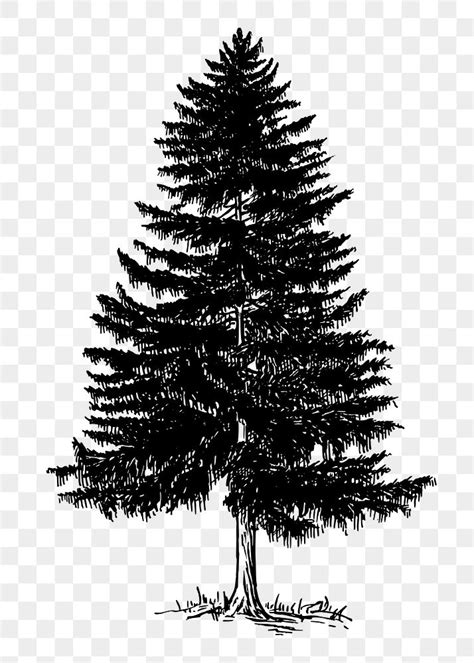 White Pine Tree Drawing Images | Free Photos, PNG Stickers, Wallpapers & Backgrounds - rawpixel