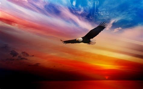 Sunset Eagle Wallpapers - Top Free Sunset Eagle Backgrounds - WallpaperAccess