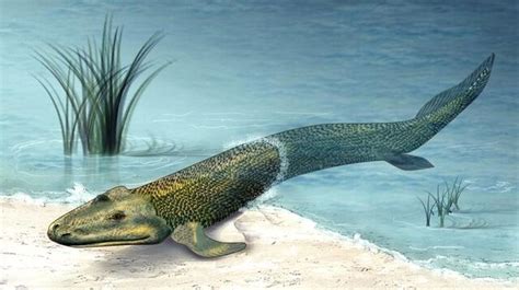 Tiktaalik | Toonboyfans2022 Wiki | Fandom