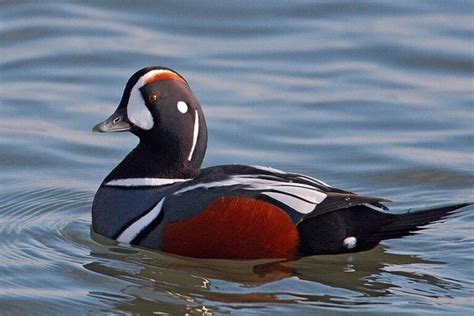 14 Rare Duck Species and Where to Find Them – Omega Outdoors