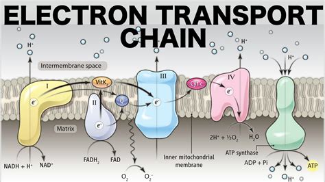 Electron Transport Chain (Oxidative Phosphorylation) - YouTube