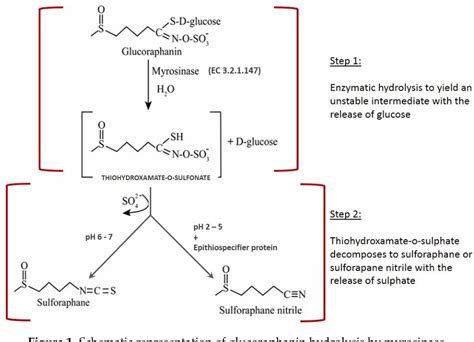 Figure 1 from Effect of Ultrasound-Assisted Blanching on Myrosinase Activity and Sulforaphane ...