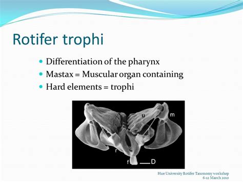 Rotifer classification and trophi morphology - ppt video online download