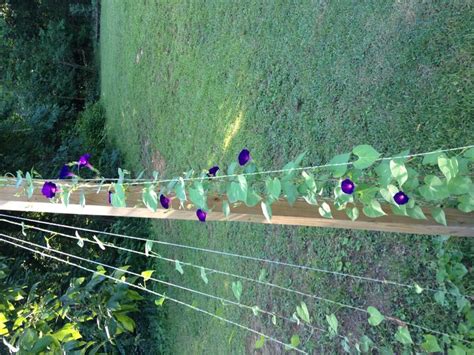 Morning glory stringed trellis | Flower trellis, Diy garden trellis ...