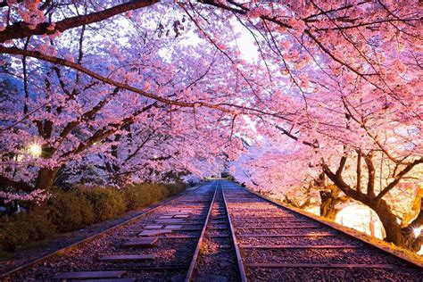 Book Cherry Blossom Tour in Kyoto 2024 - My Japan Guide