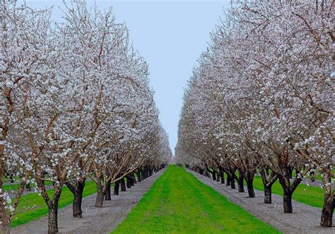 Almond orchard in bloom | Beautiful places, The great outdoors, Bloom