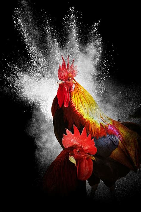 Roosters Wallpapers : Here you can find the best rooster teeth ...