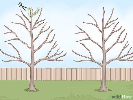 3 Ways to Trim Maple Trees - wikiHow