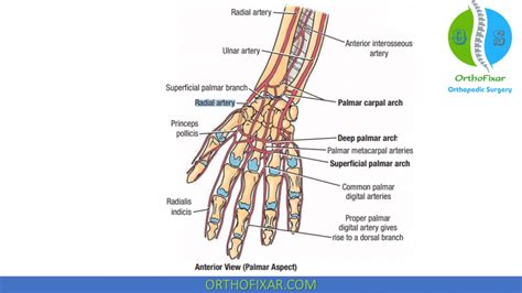 Radial Pulse Examination - Easy Explained | OrthoFixar 2024