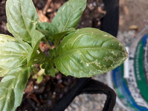 diseases - White spots on basil plant? - Gardening & Landscaping Stack Exchange