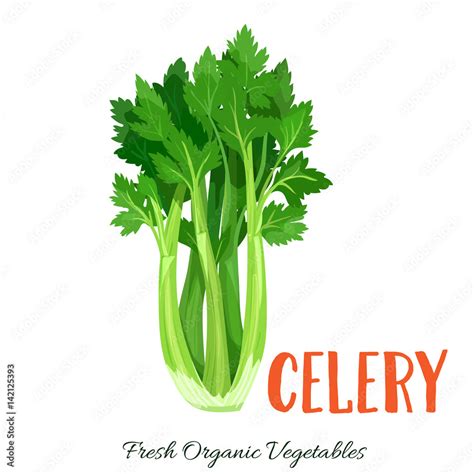 Vector celery vegetable Stock-Vektorgrafik | Adobe Stock