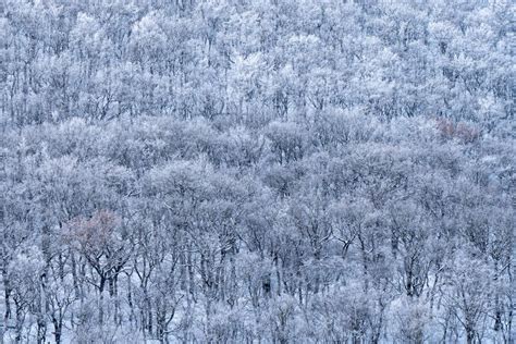 Premium Photo | A magical winter landscape of the snowcovered trees in serene forest