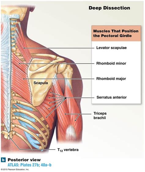 The muscles that move the scapula. | Human muscle anatomy, Muscular ...