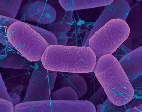 Archaea Examples