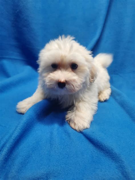 Maltese /bichon mix - Lotus Point Puppies