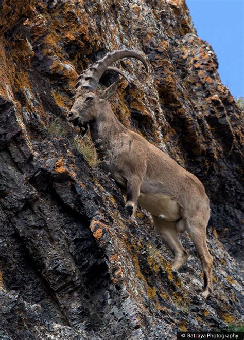 mongolian wildlife photography ibex | Wildlife photography, Wildlife ...