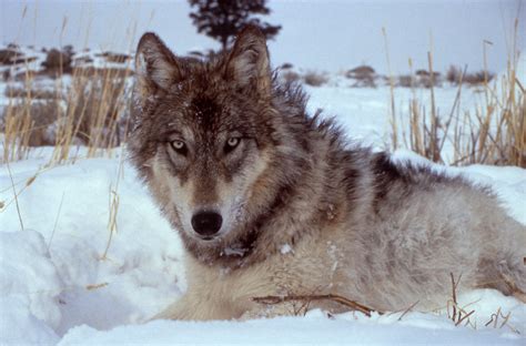 File:Yellowstone-wolf-17120.jpg - Wikipedia