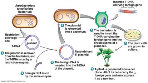 Transgenic plants and their Application