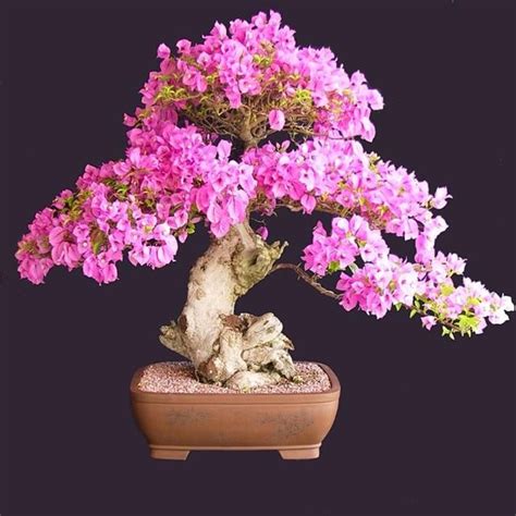 10 Pcs Multi Color Cherry Blossoms Bonsai Japanese Bonsai Sakura DIY ...