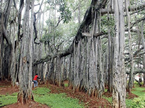 Dodda Alada Mara, Bangalore: How To Reach, Best Time & Tips