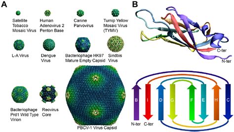 Capsid shells and the folded topology of a typical capsid protein. A)... | Download Scientific ...