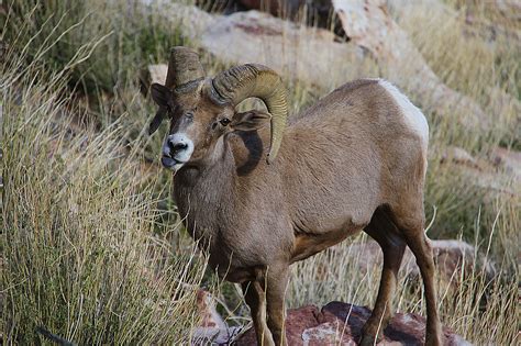 Nevada’s state animal: Desert bighorn sheep | Las Vegas Review-Journal