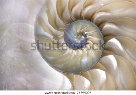 Amazing Fibonacci Pattern Nautilus Shell Stock Photo (Edit Now) 76794007