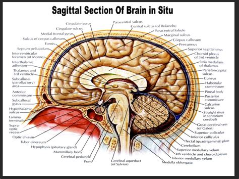 Sagittal Section Of Brain In Situ Poster 2022 Trending Anatomy Poster – NBKomputer