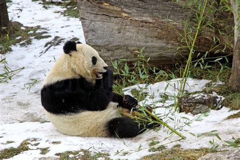 Giant panda bear eating bamboo leaf in Vienna Zoo, Austria | Stock ...