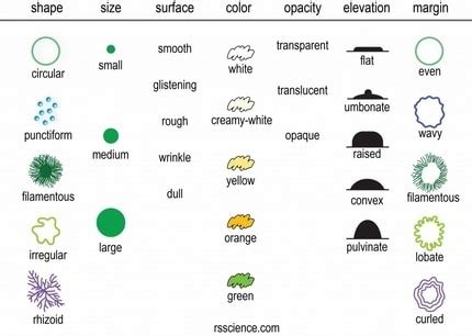 How to Identify Bacteria – Microscope Clarity