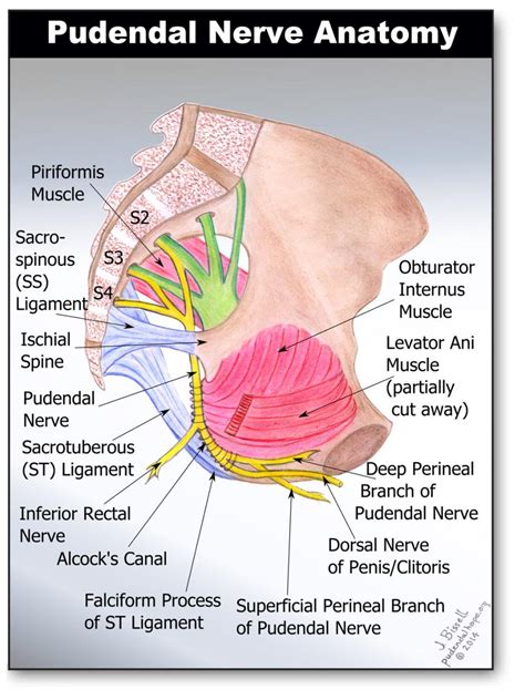 Hope for Patients with Pudendal Neuralgia and Pudendal Nerve Entrapment | | Anatomy of the ...