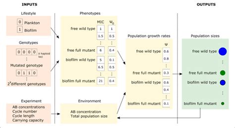 | Simplified scheme of the model. Genotypes and lifestyles determine... | Download Scientific ...