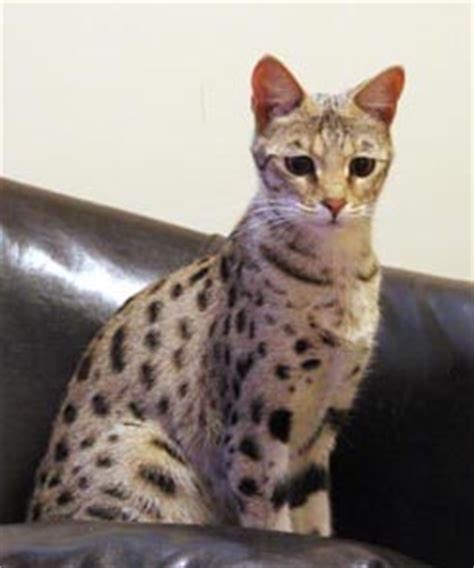 F2 Savannah Cat Price & Pictures | F2 Serval Queen | Savannah Cat Breed