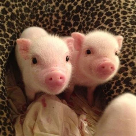 Smiling baby pigs | via Tumblr ift.tt/1iYeFYq | Hasegawa Takashi | Flickr