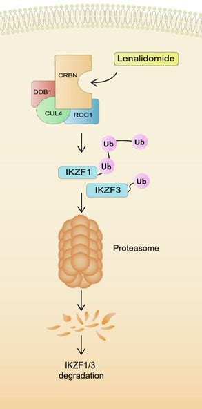 The mechanism of action of lenalidomide. | Download Scientific Diagram