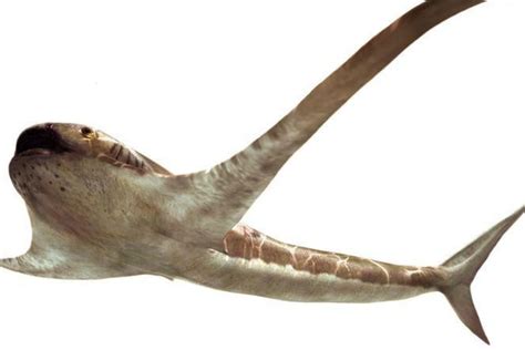 New Species of Ancient Shark Identified from 150 Million-year-old-Fossil