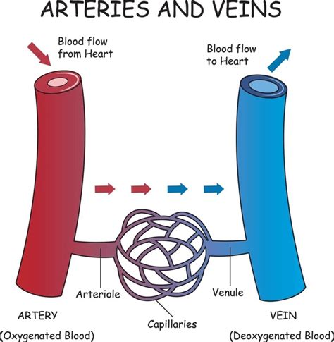 13 Artery Vs Vein Structure Diagram Images, Stock Photos, 3D objects, & Vectors | Shutterstock