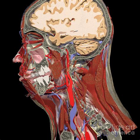 Sagittal Section Of The Head And Neck Photograph by Medical Images, Universal Images Group