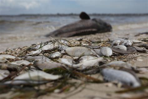 Florida Red Tide's Toxic Algae and Dead Animals: Destruction Behind State of Emergency in ...