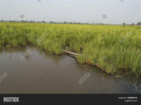 Rice Fields Paddy Image & Photo (Free Trial) | Bigstock